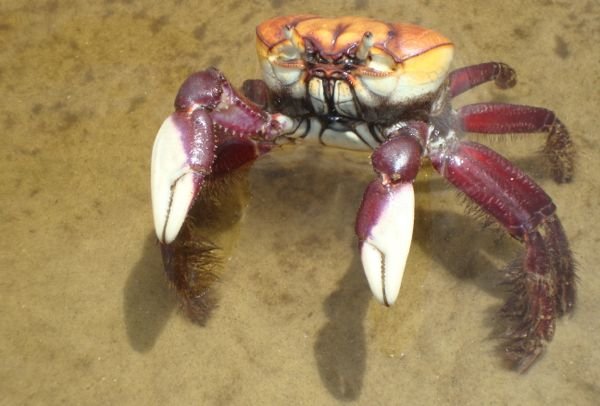Caranguejo de Itaguaré.