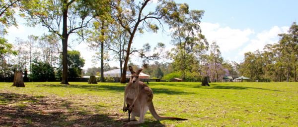 Canguru na Australia por mikix