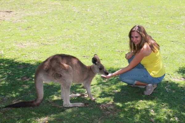 Canguru na Australia por mikix