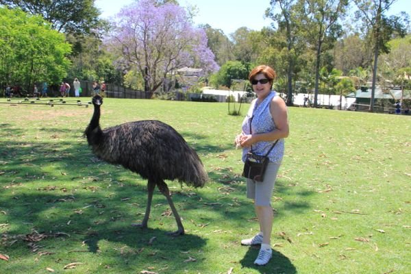 Ema na Australia por mikix