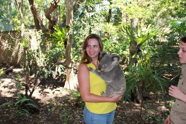 Coala na Australia por mikix