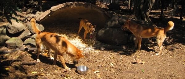 Dingos na Australia por mikix