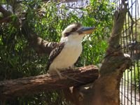 Passaros na Australia por mikix