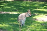 Cangurus na Australia por mikix