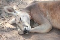 Cangurus na Australia por mikix