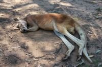 Cangurus na Australia por mikix