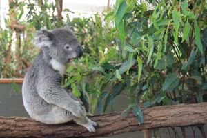 Coalas na Australia por mikix