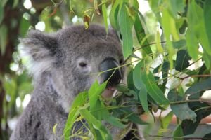 Coalas na Australia por mikix