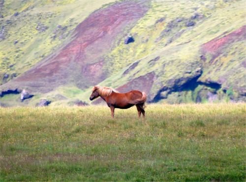 Cavalos Islandeses