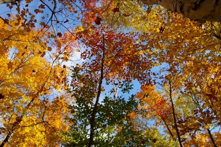 Algonquin by MiKix