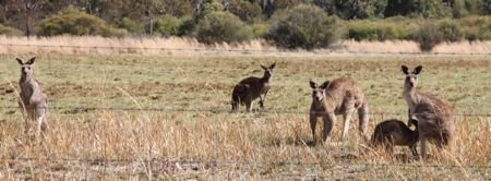 Cangurus em Queensland