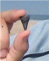 Dente de tubarão fossilizado em Ponte Vedra, Florida - EUA