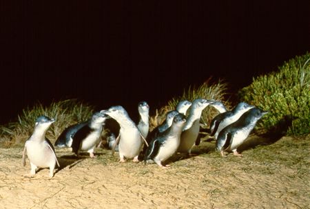 Pinguins de Phillip Island