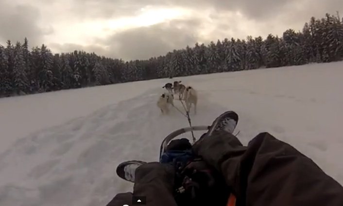 Dogsledding no Canadá Rafa Etges